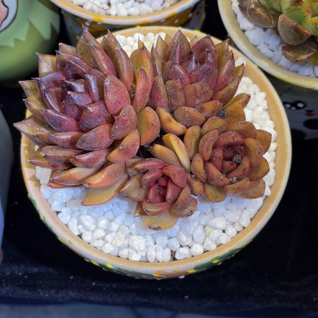 多肉植物盆栽多肉植物