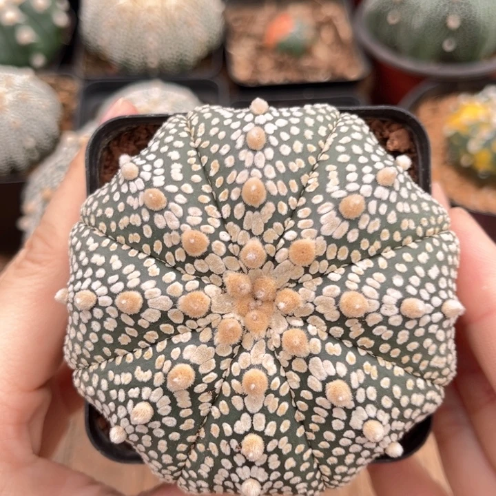 奇迹7.2一物一拍脱土发货