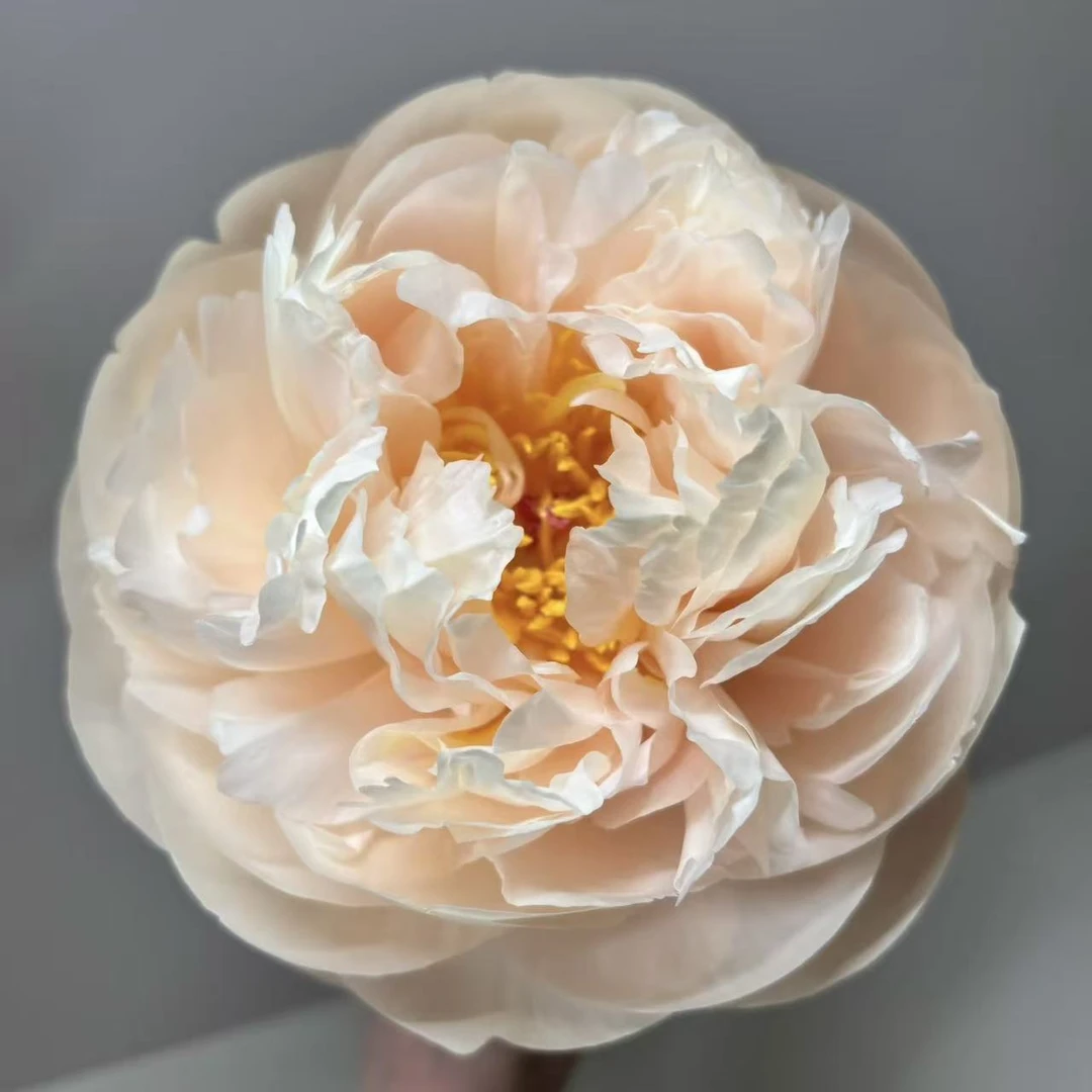 【典雅香槟】原装进口种苗，重瓣带芽大苗盆栽植物