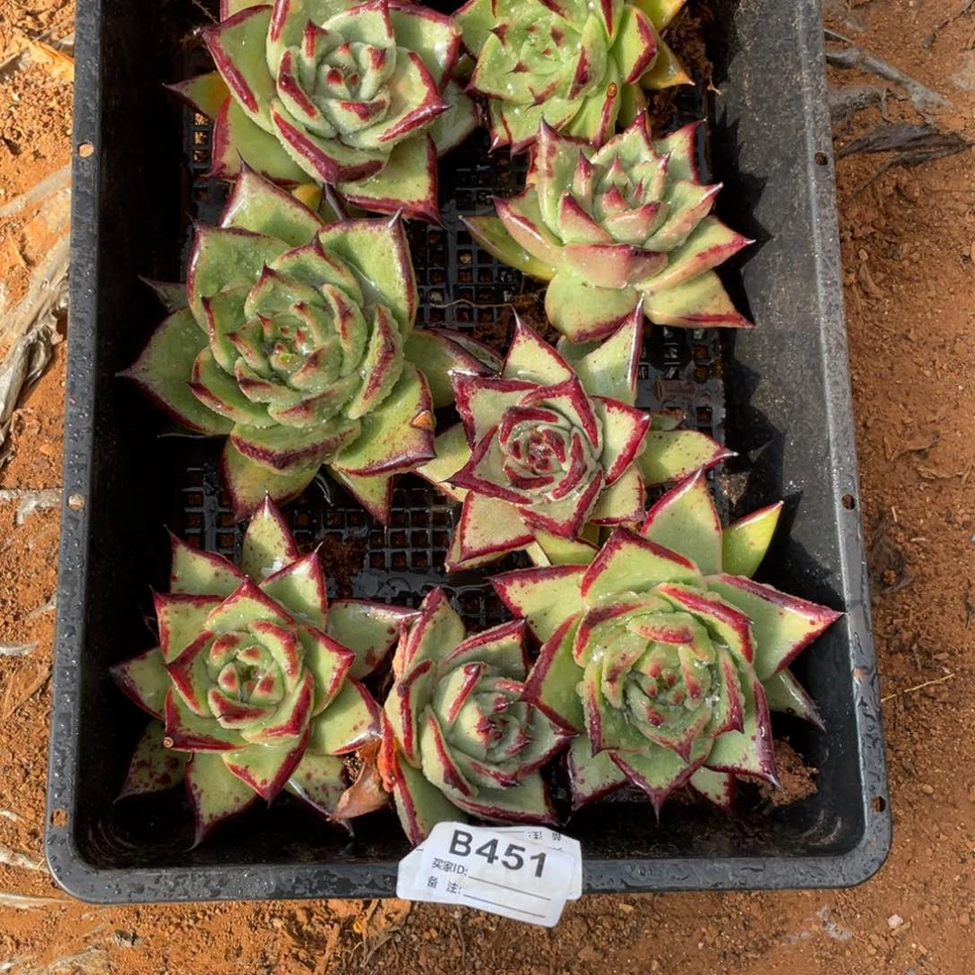 无花朵若如东云单拍B451