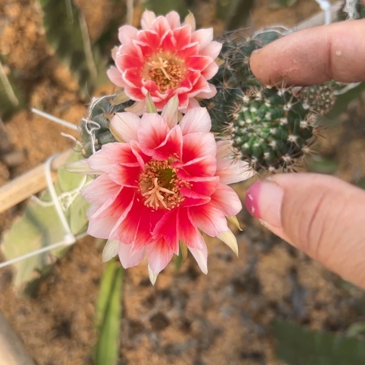 62丽花水花歪无根侧芽2一3公分左右20包邮