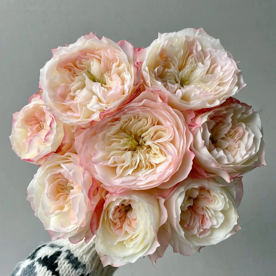 【向云端鲜花】小梨涡-单头玫瑰（注意：带包装醒花哦）