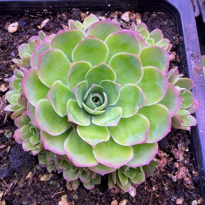 福利295686868595698998888899