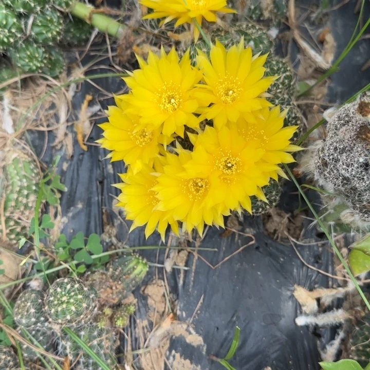 丽花仙人球仙人掌63