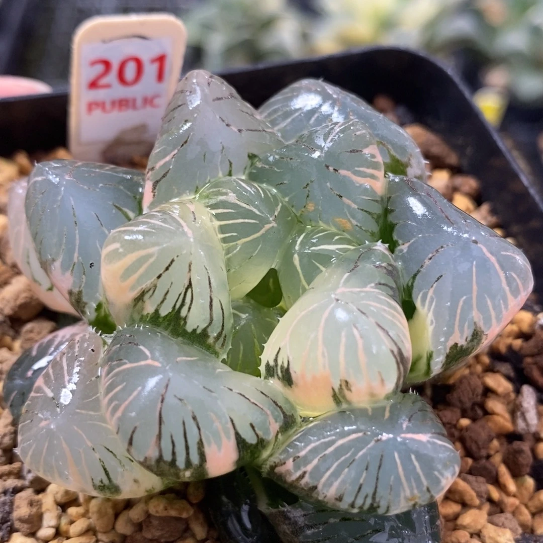 201实生大窗玉露寿