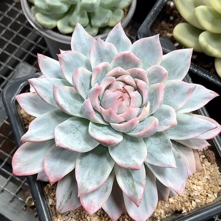 粉蓝鸟锦多肉植物