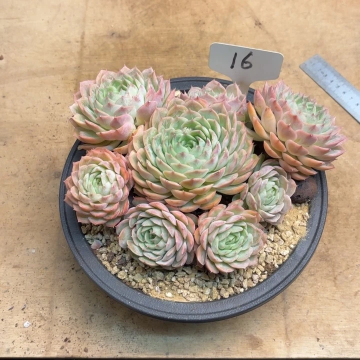 多肉植物，昂斯若16号