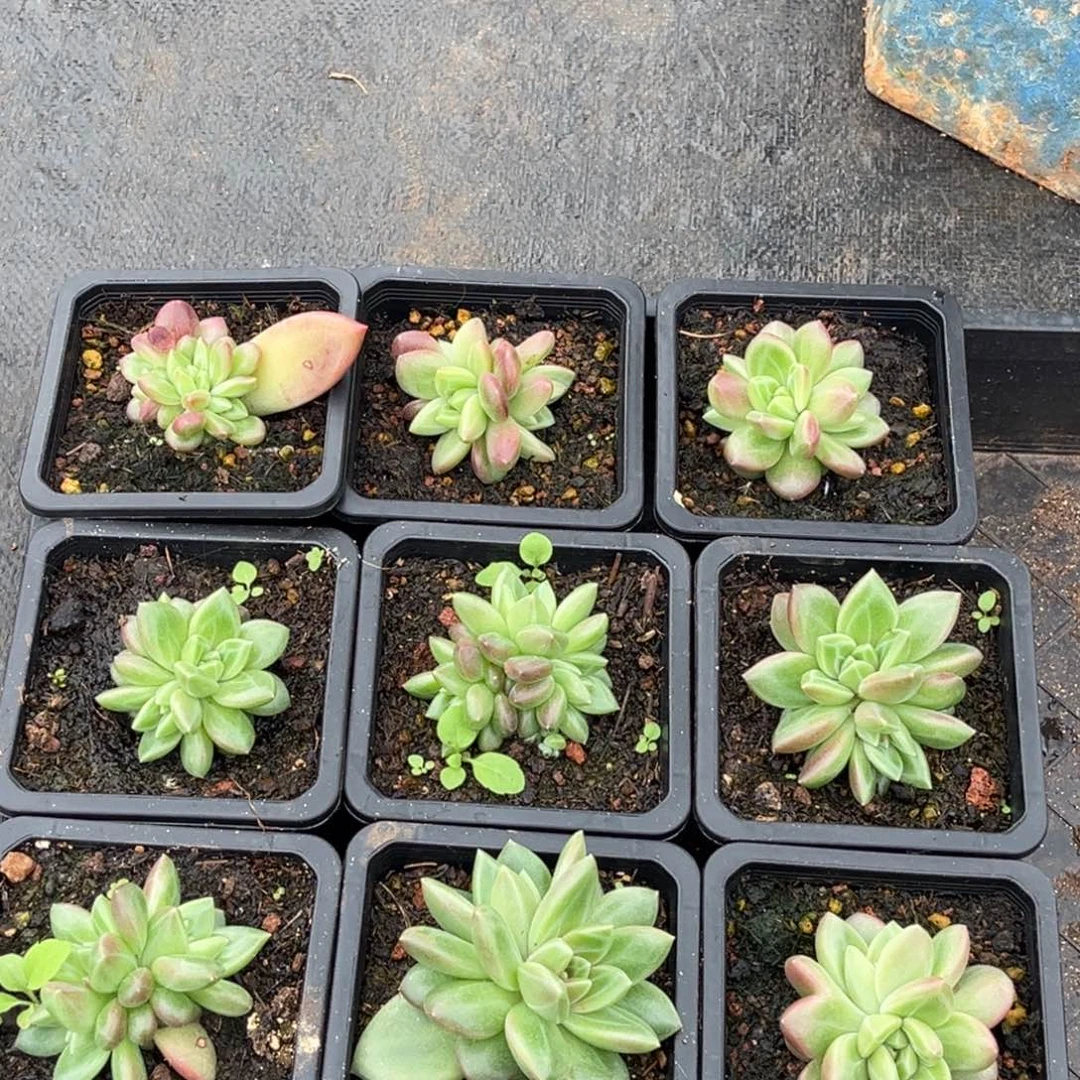 踏***村迷雾泡泡多肉植物