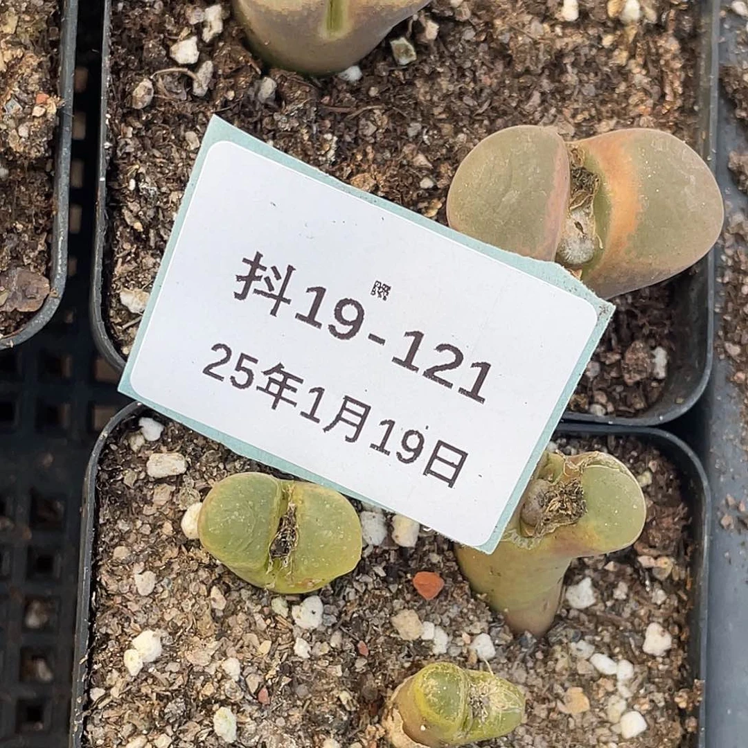 薄****19-121肉锥多肉植物