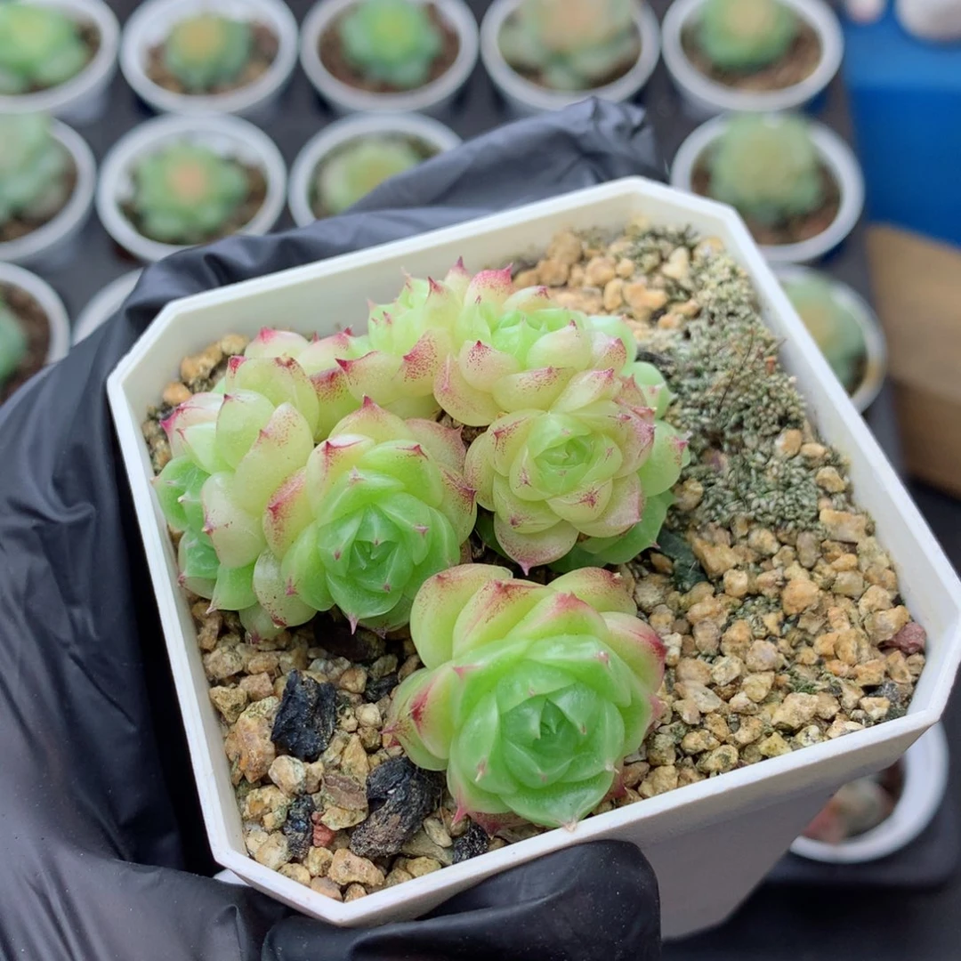 58包邮  群生不包整麦秆群187