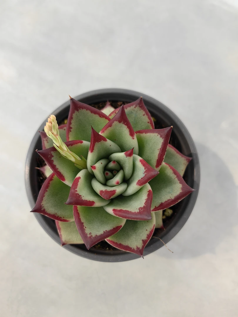 【乌木】【带盆土发货】【满12元包邮】 阳台多肉绿植量拍