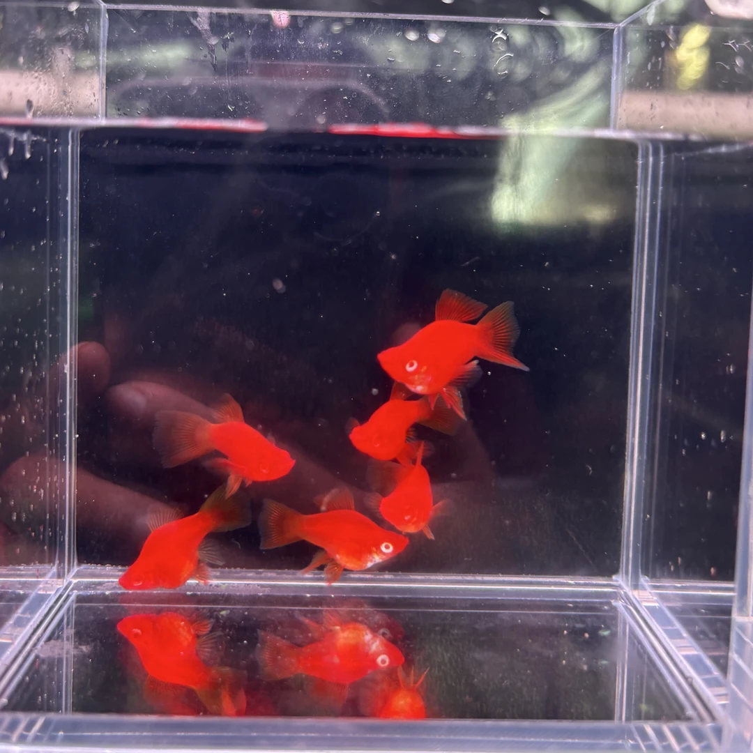 红建球双分水鸿运当头孔雀鱼热带精品好养小型胎生鱼