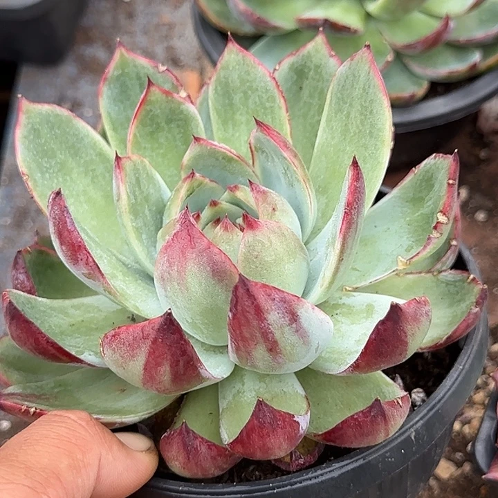 惊鸿一物一拍包装收缩花旱
