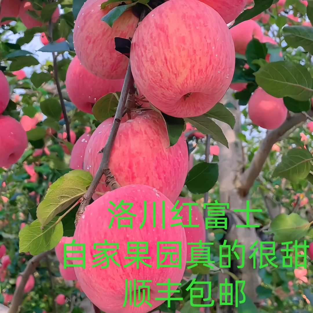 现摘现发新鲜水果脆甜多汁红苹果陕西洛川红富士苹果当季应季九鼎