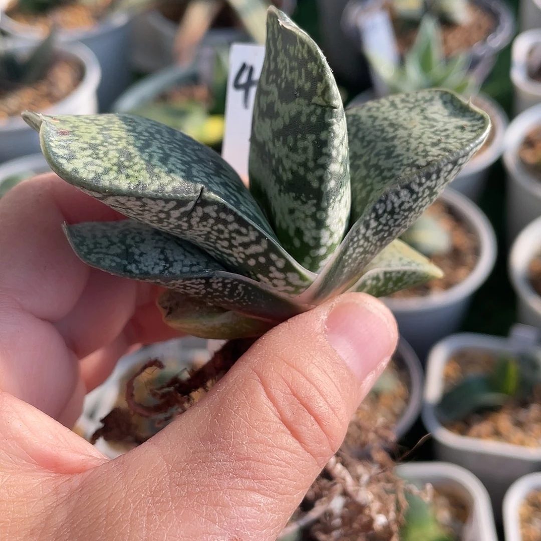 400脱土发货1111111