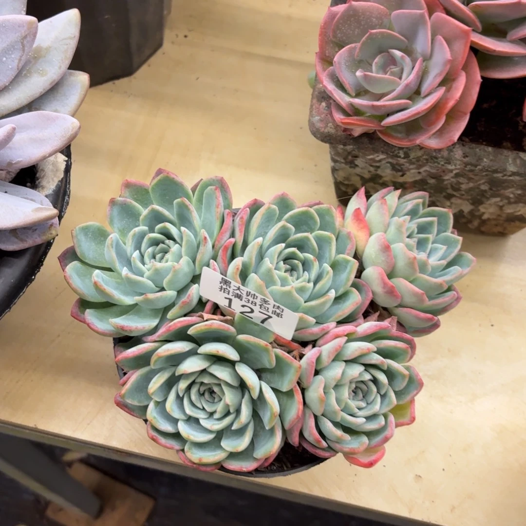 ****ᵤ黑大帅多肉127莎莎