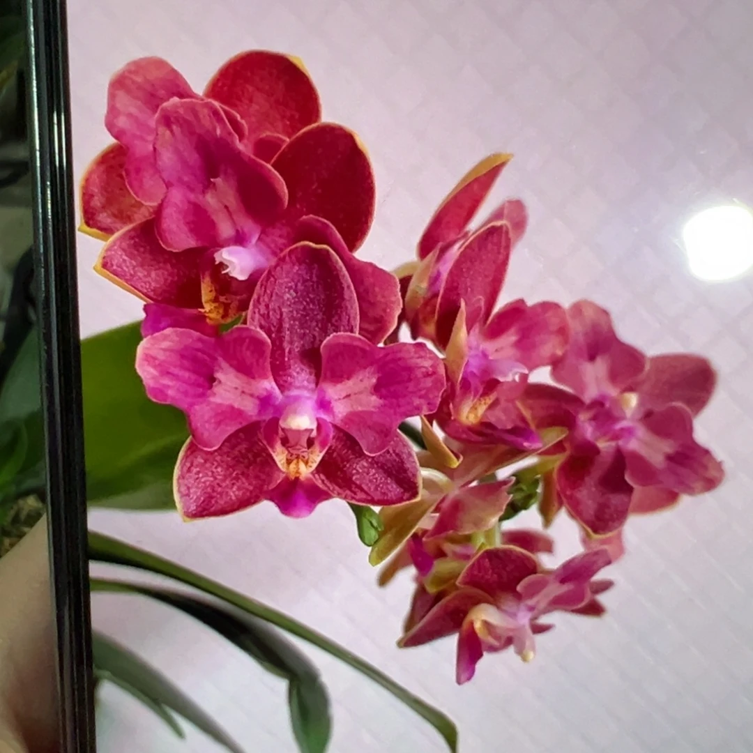 当前无花栽培后可以开花变异樱桃番茄，凑单发货
