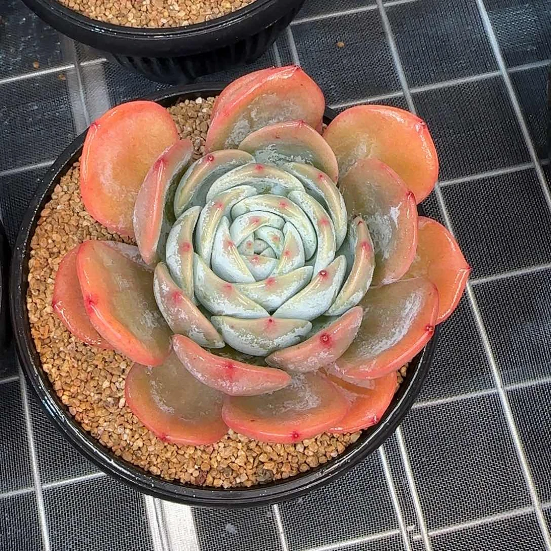 从前慢甄选多肉编号凤橙