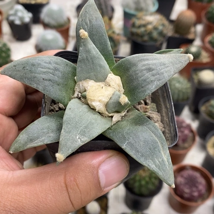 实生岩牡丹特价包邮