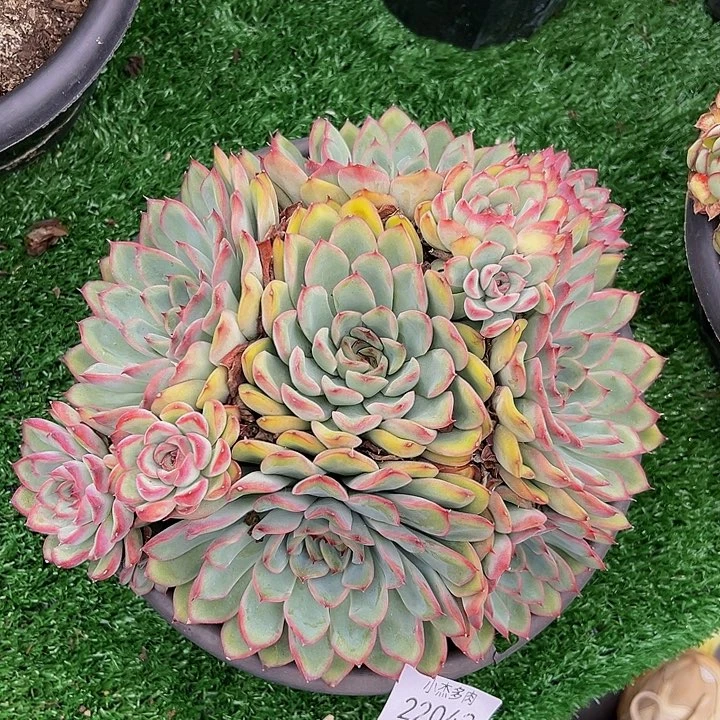 Q*荷花仙子22042