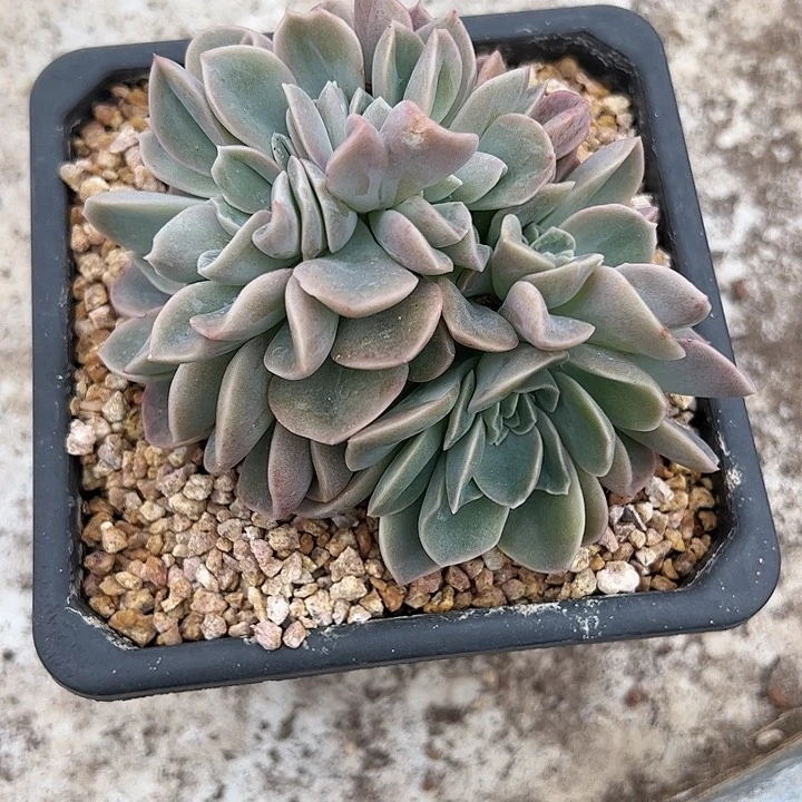 【闪购商品】丢**四哈利缀