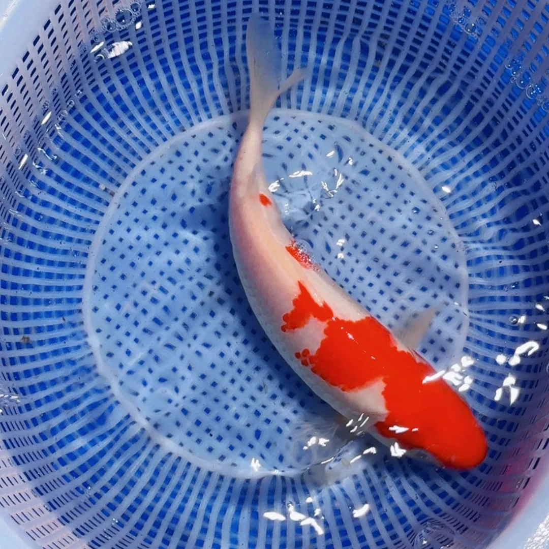 锦鲤精品甄选血统锦鲤