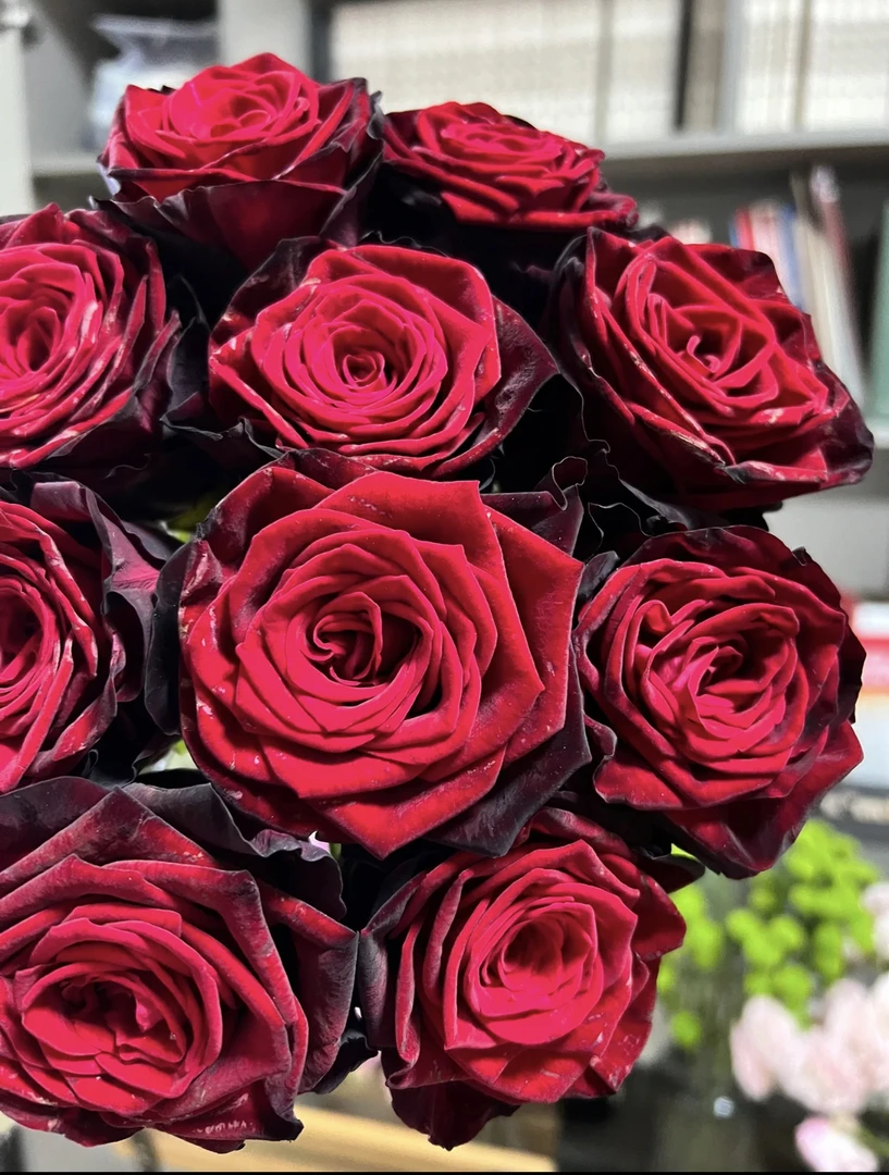 【九里花田】单头玫瑰黑金-基地现采现发-一单普通快递两单发顺丰