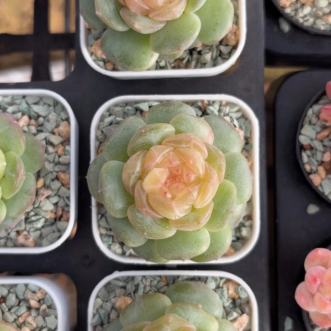 朗月糖心一物一拍