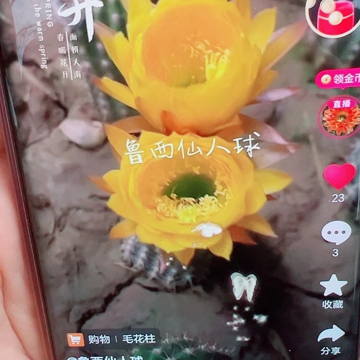 毛花柱63 15公分左右