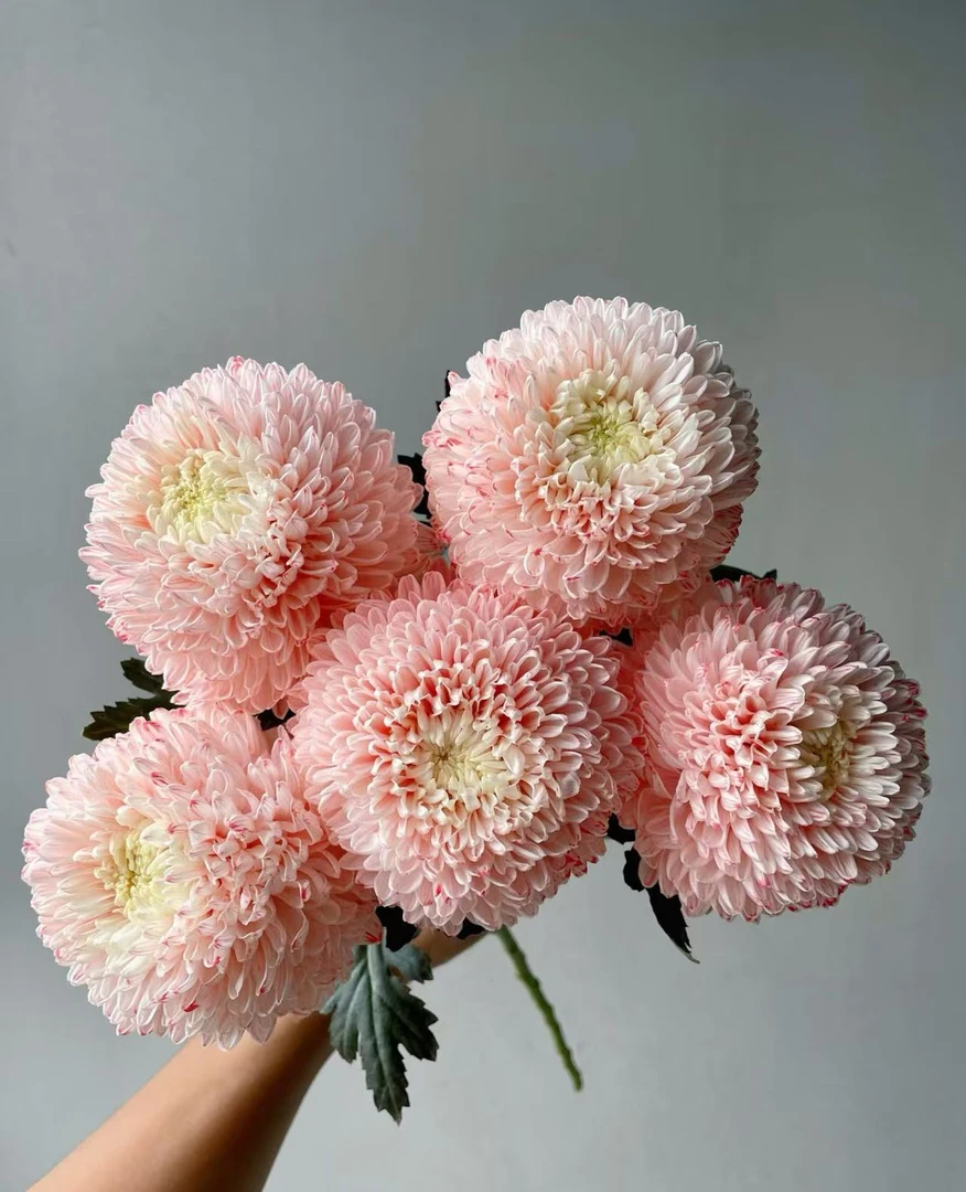 西柚红色【富贵牡丹菊】人间富贵花 年宵花圆满浓情 花期长鲜花云南