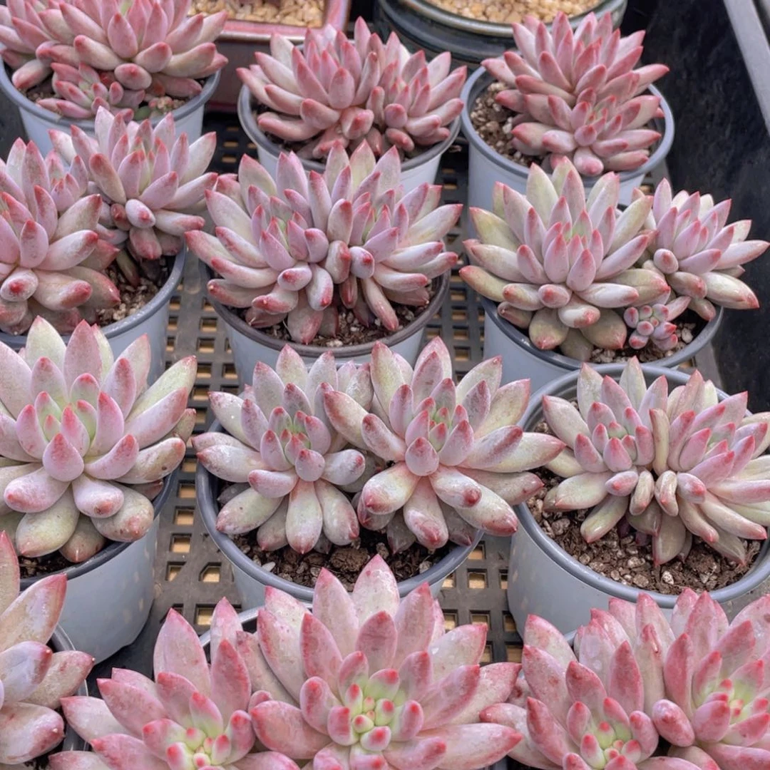 量拍36号 红虞美人大双头一个