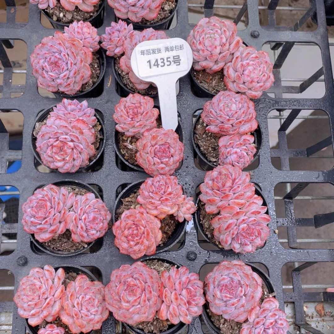 1435号全状态小红雪双头一个