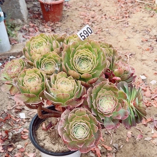 590万圣节老桩法师