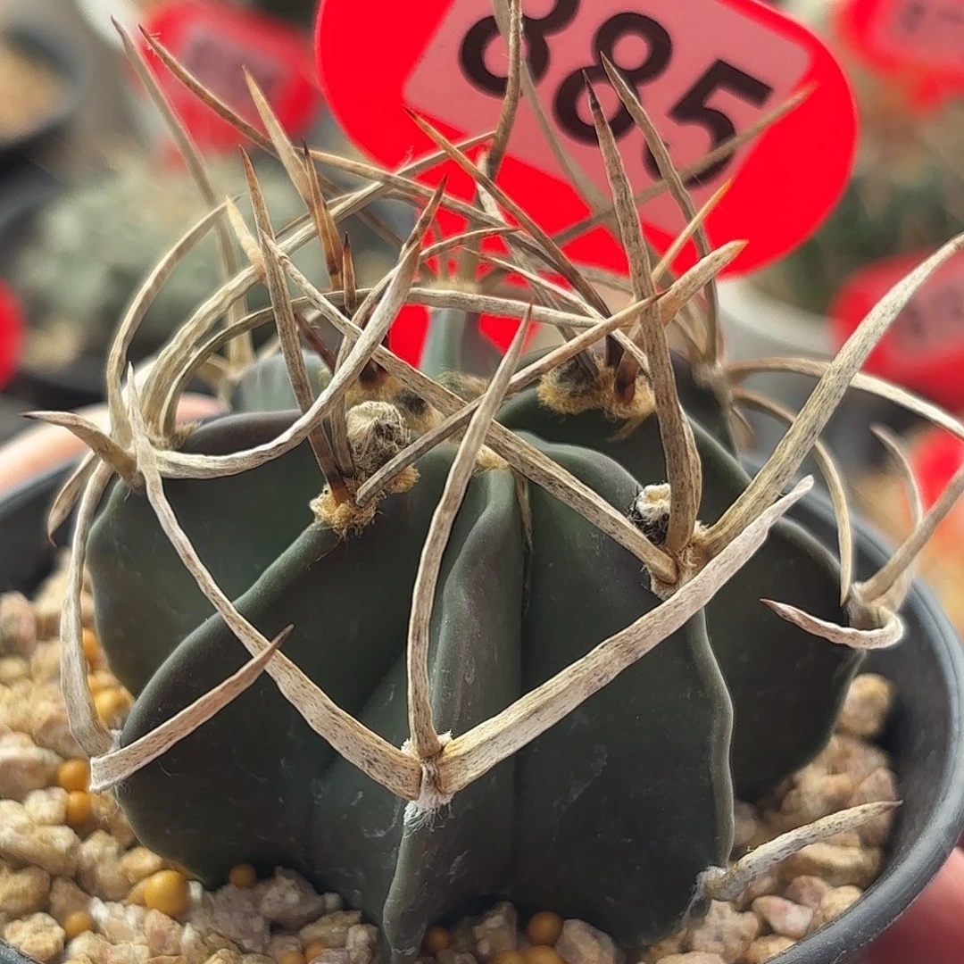 仙人球实生水牛角