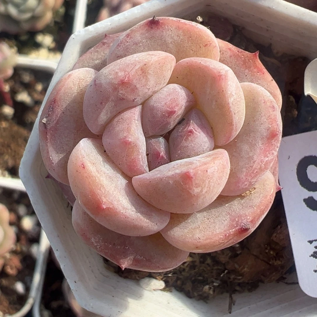 小卡拉米糖心一物一拍7-46