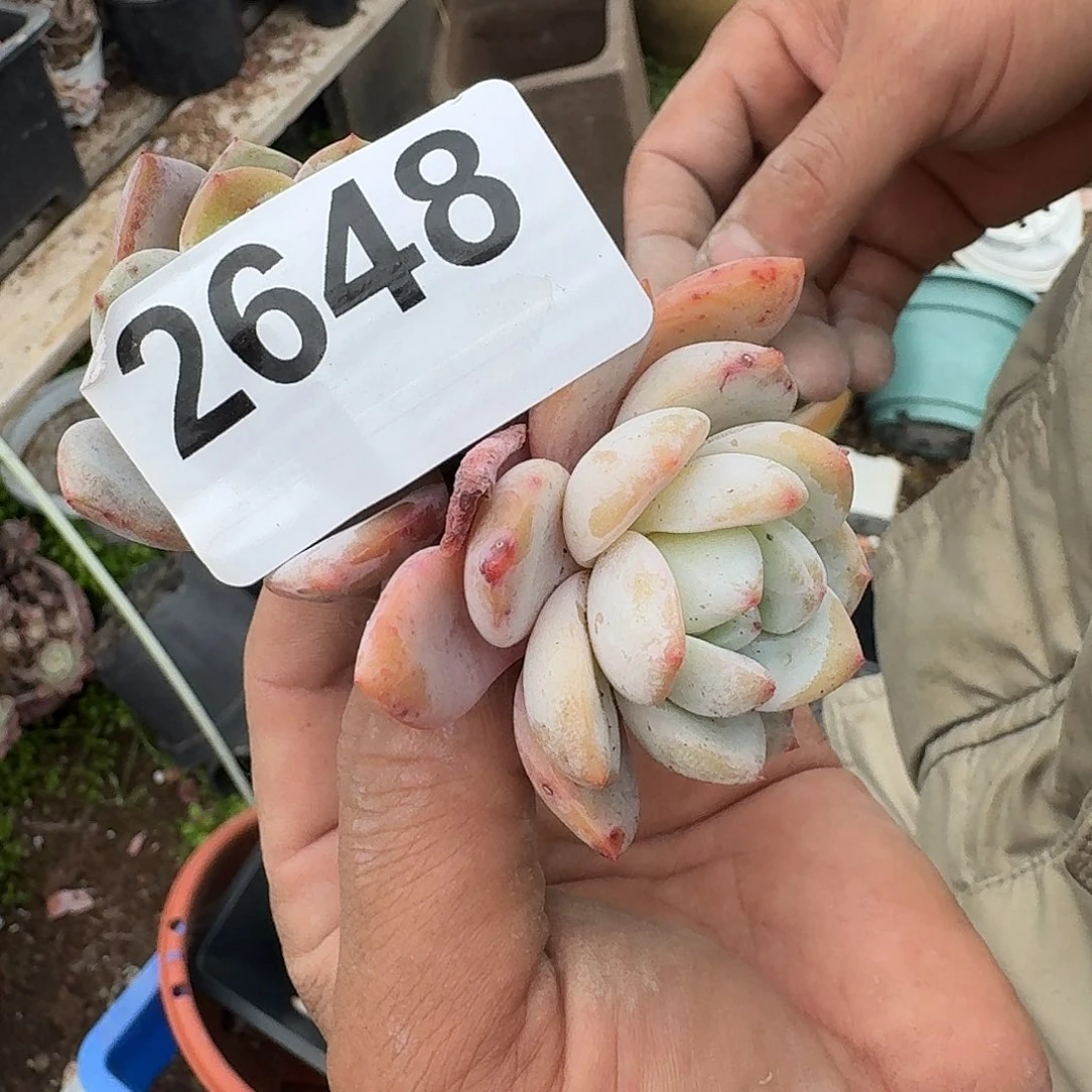 ?****#1536555669866989655