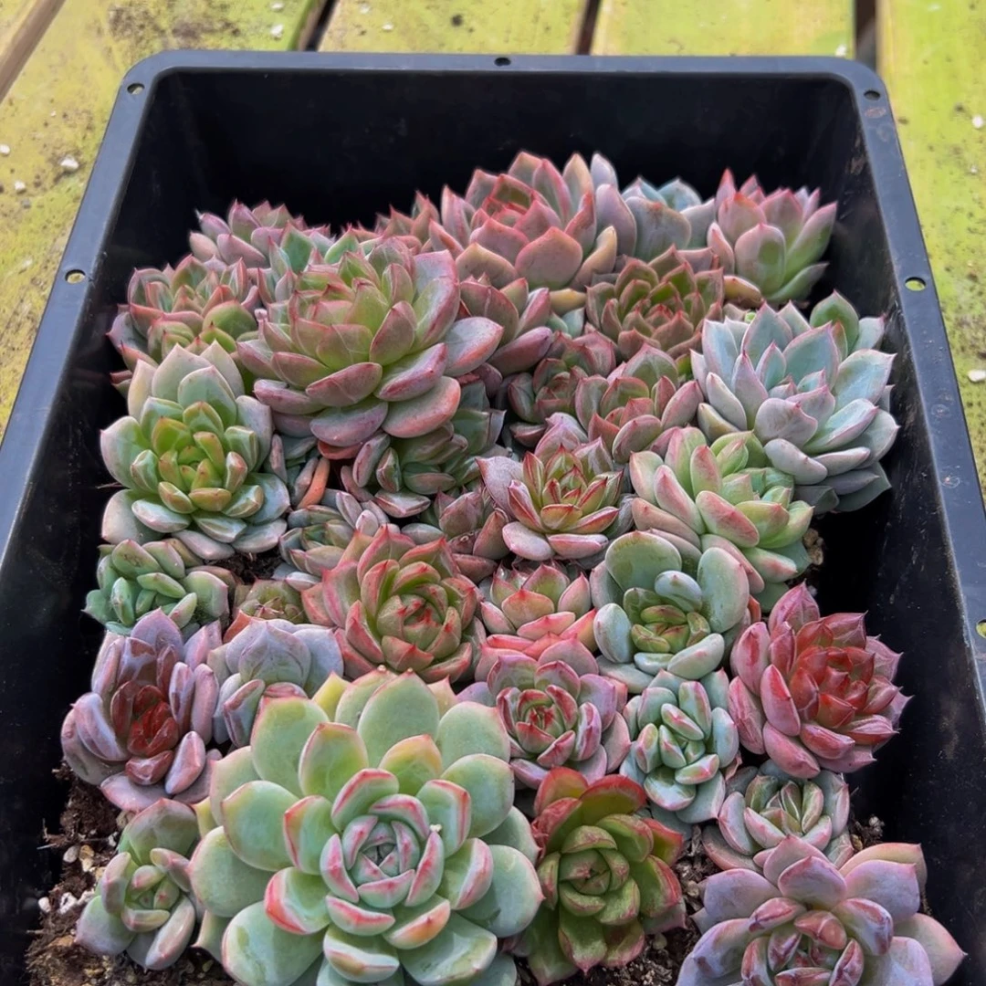 040多肉的小龙虾和一个小