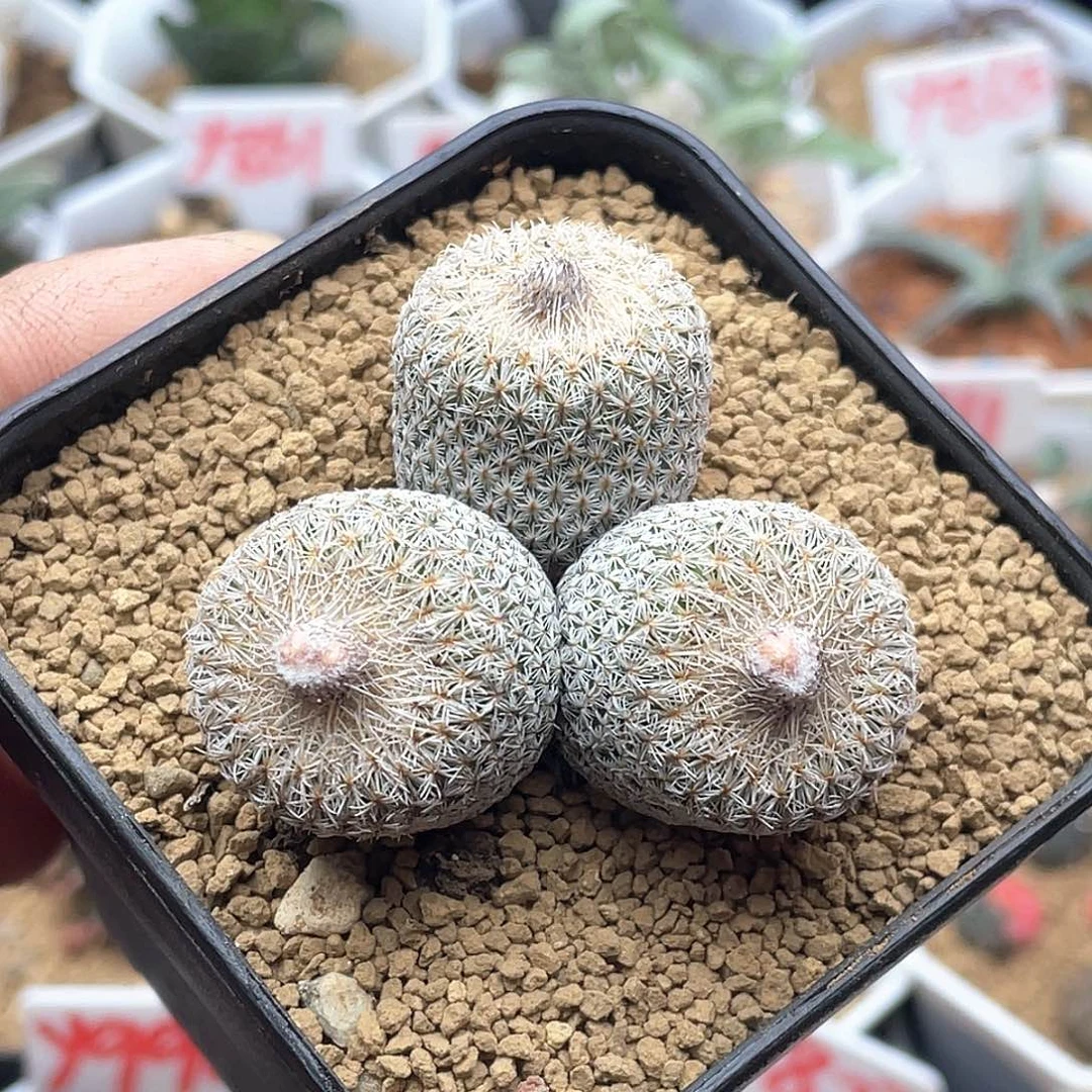 三花聚顶 月世界仙人球带盆土