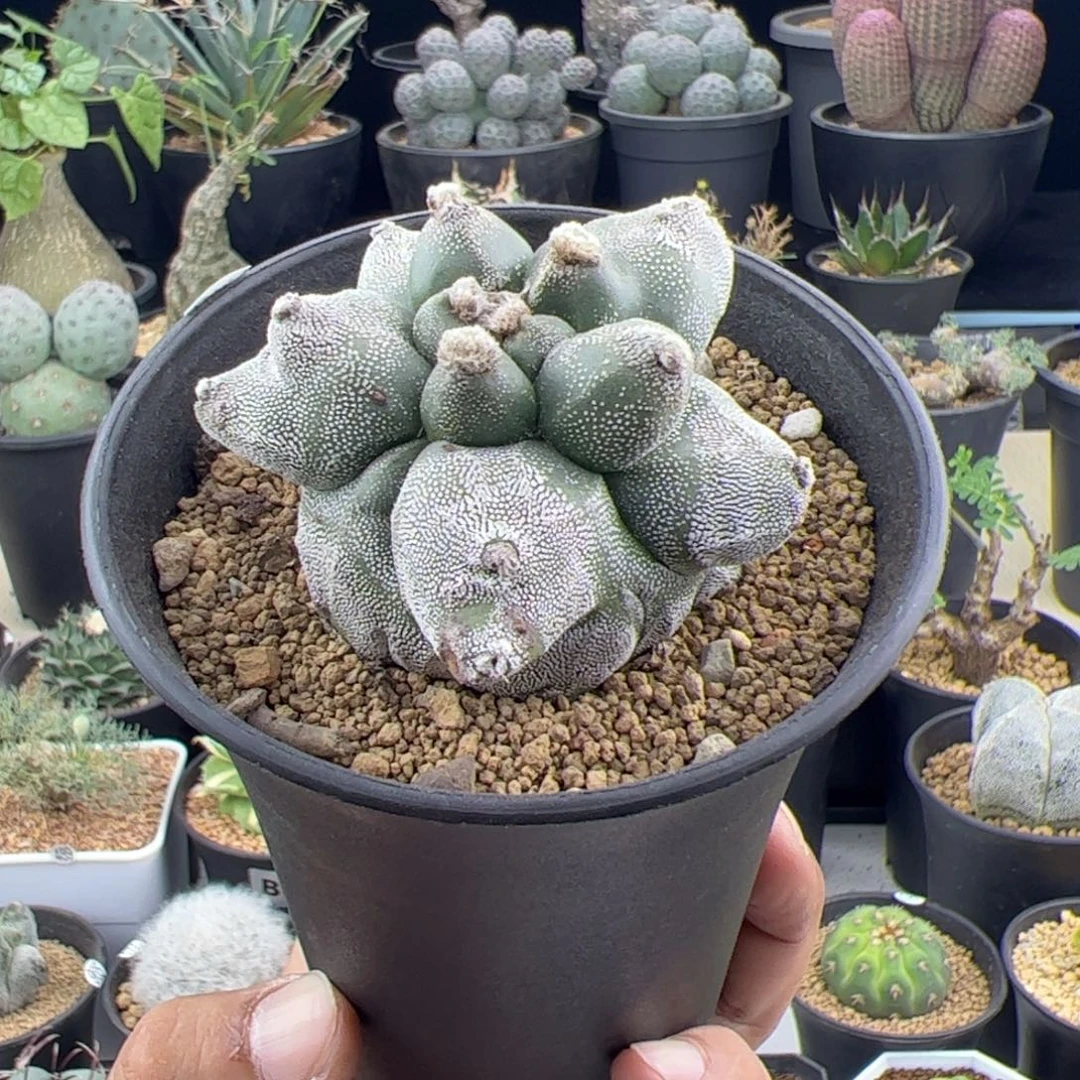 角尤鸾凤玉自根6.9一物一拍