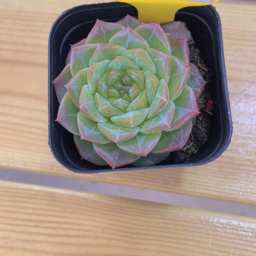 61号 绿透珍妮单头