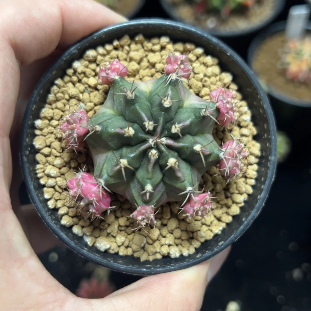 泡泡糖侧芽自根带盆土发货