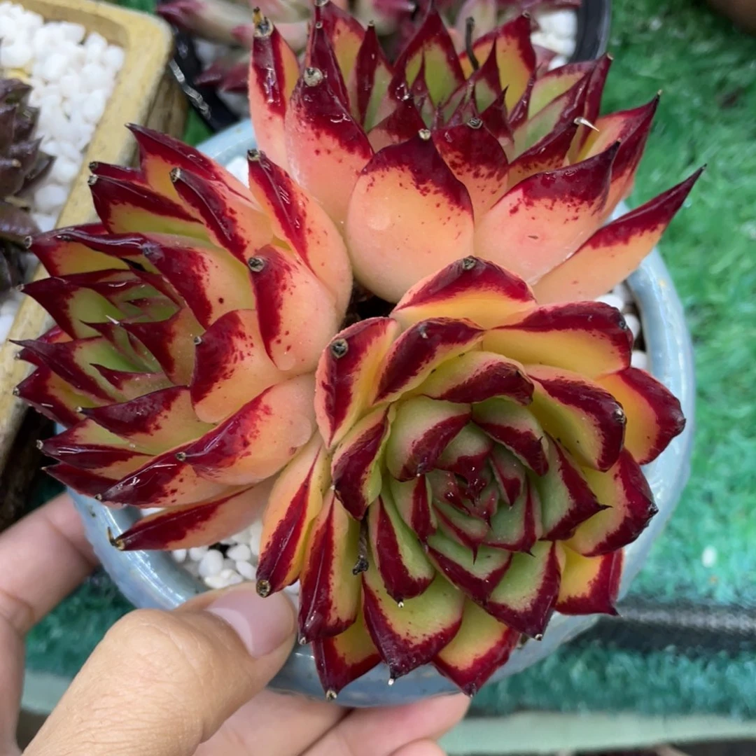 黄皮乌木多肉植物盆栽多肉6