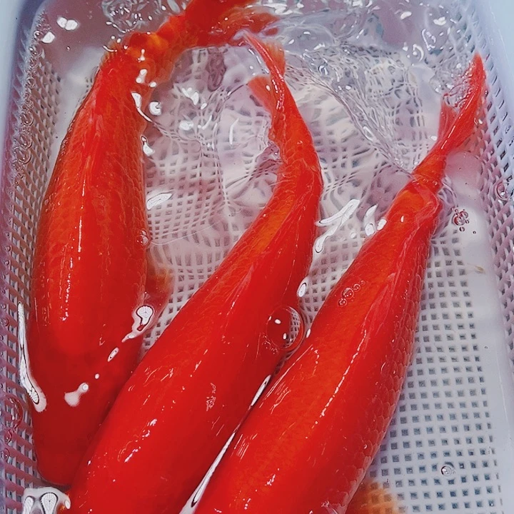 海水鱼锦鲤观赏鱼