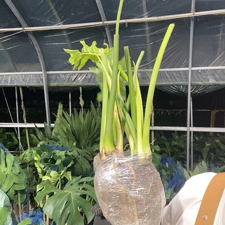 处理龙鳞春雨9.9的不售后