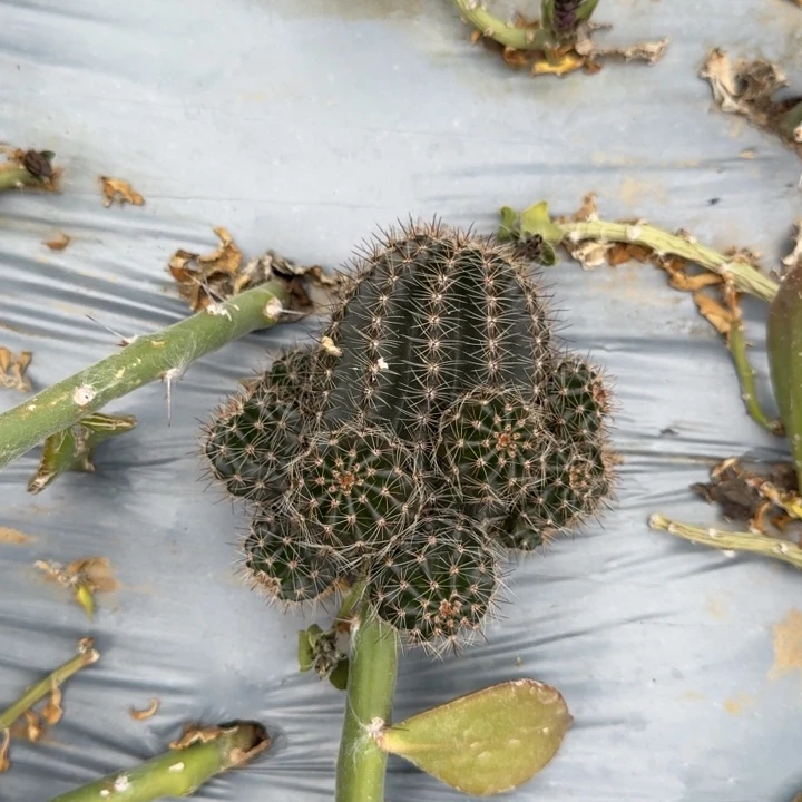 高山丽花仙人球79