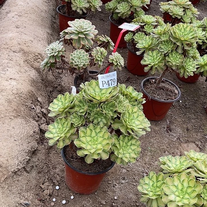 479韶华多肉植物