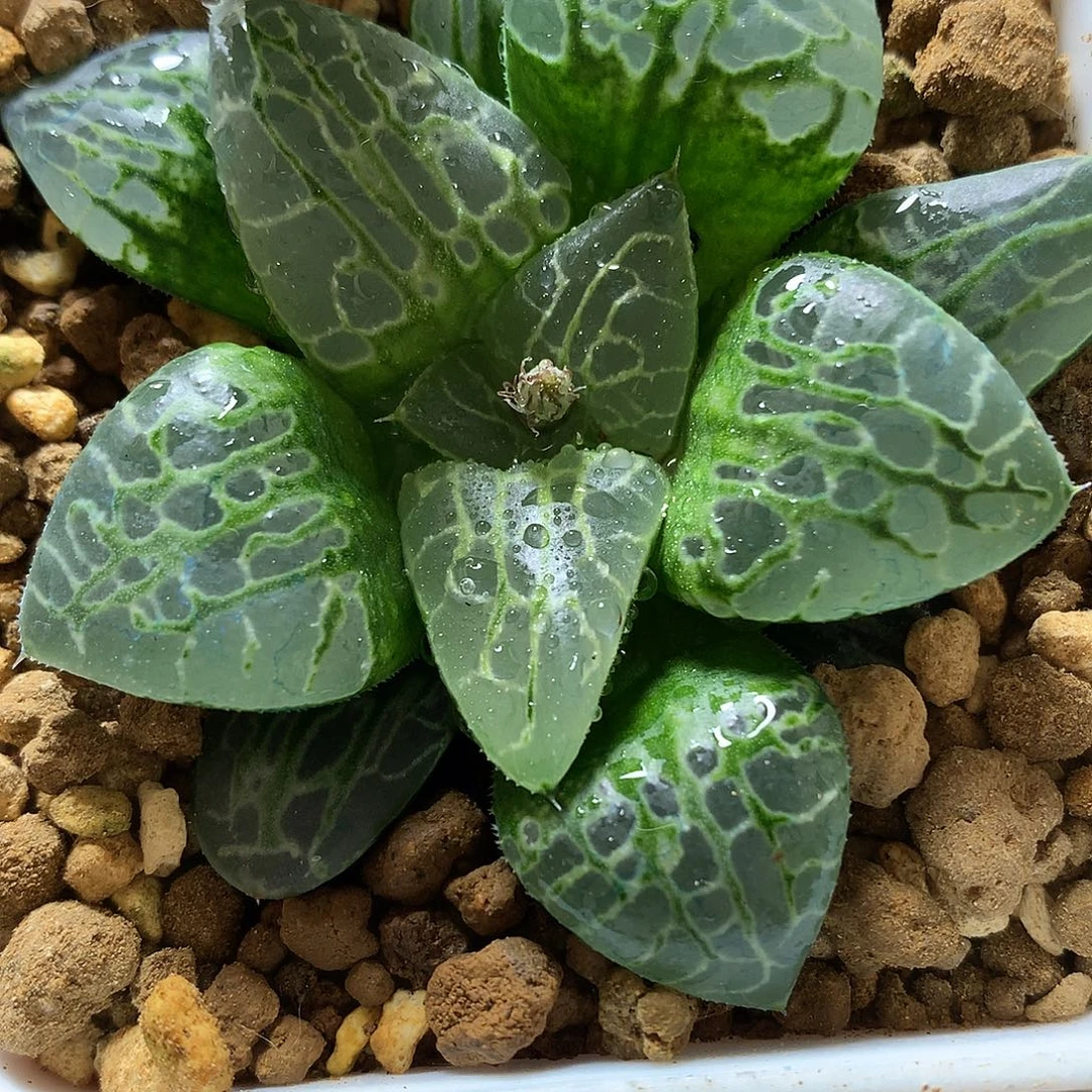 生生不息皮上窗寿daiufotu