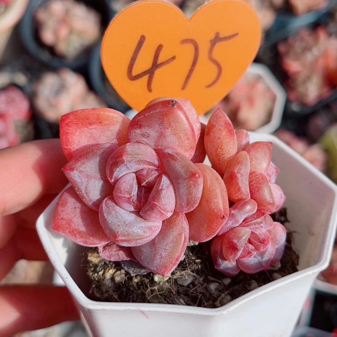 475号小老桩珍妮群