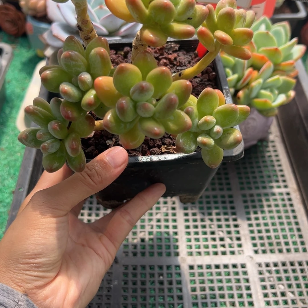 表妹精品多肉植物076.