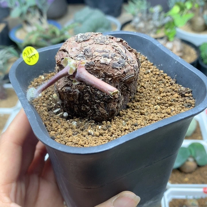 产地枯木洋葵母本带盆